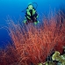 seawhip_kj_v_0705_png0005.jpg